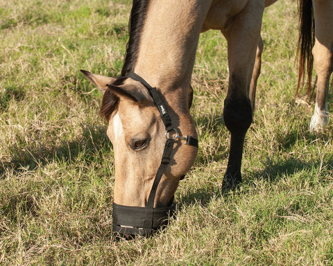 Grazing Muzzle - Horse Size