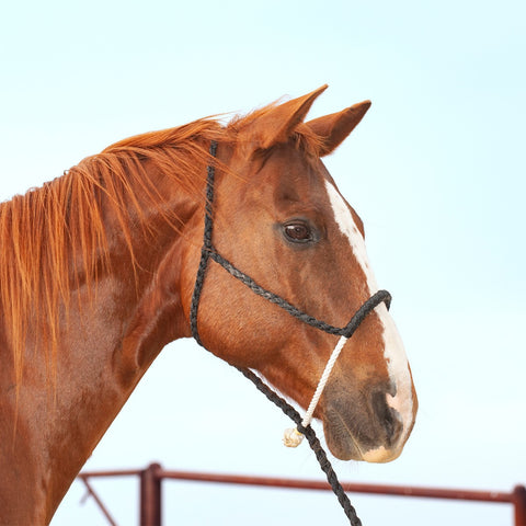 Classic Equine - Halter Rope Nose with Lead