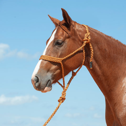 Flat Braid Halter with 9' Lead