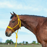 Flat Braid Halter with 9' Lead